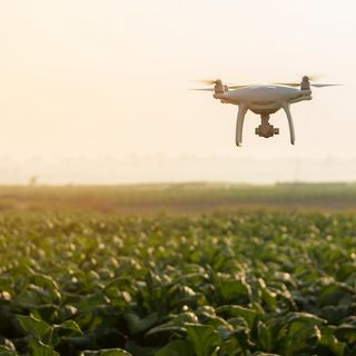 What AI down on the farm could mean for rural America