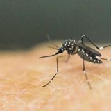 Genetically Modified Mosquitoes Are Coming to the U.S.