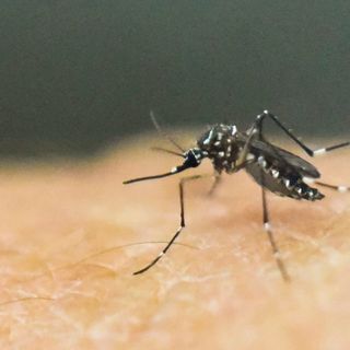 Genetically Modified Mosquitoes Are Coming to the U.S.