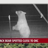 ODWC: First black bear ever spotted in Oklahoma County