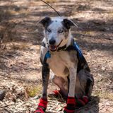 Meet the Good Dogs Rescuing Koalas From Australia's Wildfires