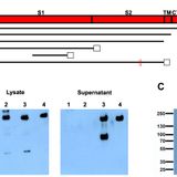 DNA vaccine protection against SARS-CoV-2 in rhesus macaques