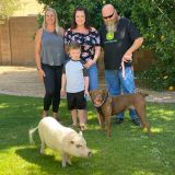 Pit bull and pig find new home together