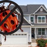 Minnesota Homeowners' Guide to Easy & Natural Lady Beetle Removal