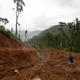 Logging is ripping apart the Solomon Islands. One man is fighting back.