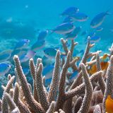 Double-checking the science: Ocean acidification does not impair the behavior of coral reef fishes