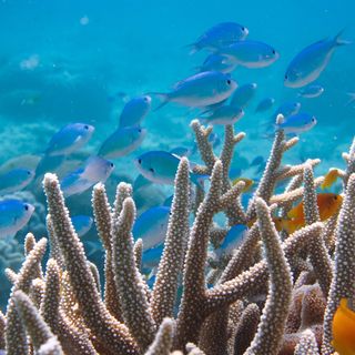 Double-checking the science: Ocean acidification does not impair the behavior of coral reef fishes