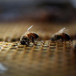 They Look Like Bumble Bees, But Are Slow and Bore Holes in Wood