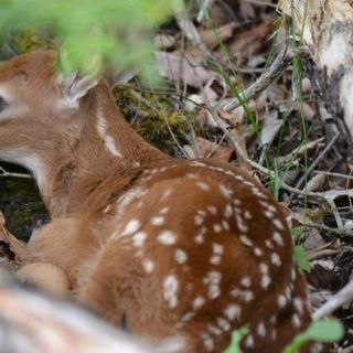 What to do if you find injured or orphaned wildlife in Maine