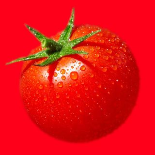 The juicy, painstaking quest to make tomatoes taste less awful