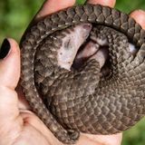 China removes pangolin scales from traditional medicine list