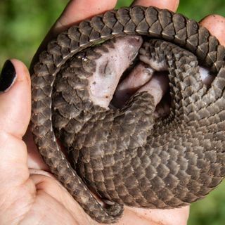 China removes pangolin scales from traditional medicine list