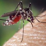 Illinois Says Batches of Mosquitoes Tested Positive for West Nile Virus in River Forest, Evanston