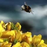 Total ban on bee-harming pesticides likely after major new EU analysis