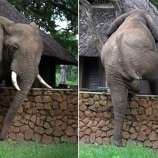 Elephant carefully clambers over 5ft wall in attempt to steal mangoes
