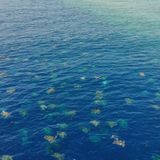 Drone footage shows 64,000 green turtles migrating to Cairns rookery