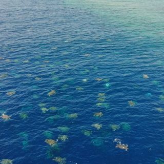 Drone footage shows 64,000 green turtles migrating to Cairns rookery