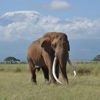 Tim, one of Africa's last big tusker elephants, dies at 50