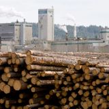 China says it has found insects in Canadian logs, raising fears that Beijing is targeting another key export