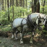 Horse Logging At The Harmons