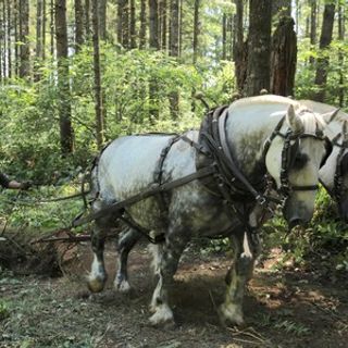 Horse Logging At The Harmons