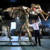 New study resurrects woolly mammoth DNA to explore cause of extinction