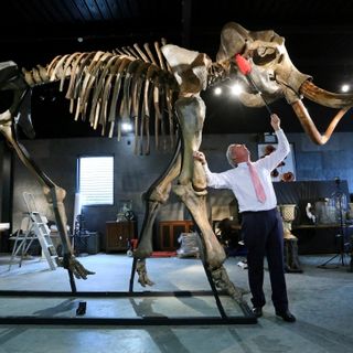 New study resurrects woolly mammoth DNA to explore cause of extinction