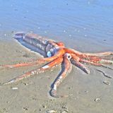 Stunningly intact giant squid washes ashore in South Africa
