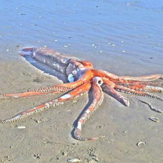 Stunningly intact giant squid washes ashore in South Africa