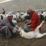 India-China Himalayan standoff deadly for cashmere herds