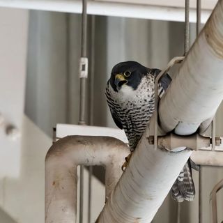 Falcon chicks reunited with parents in airport hangar