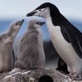 Some Antarctic penguin colonies have declined by more than 75% over 50 years | CNN