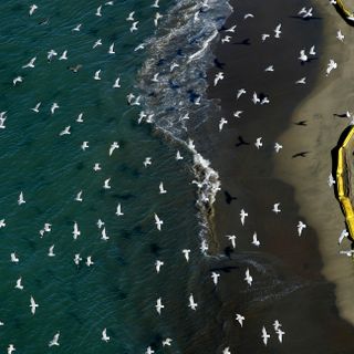 Filling Trump void, California steps in to protect birds, wetlands