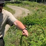 Invasive Plants Providing the Perfect Home for Ticks Across Connecticut