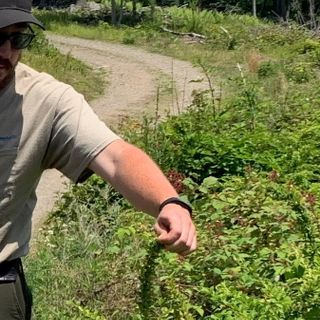 Invasive Plants Providing the Perfect Home for Ticks Across Connecticut