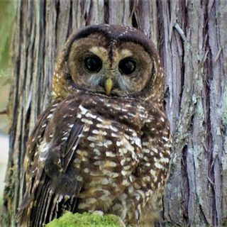 Last Call: Tracking The Sound Of The Spotted Owl’s Extinction