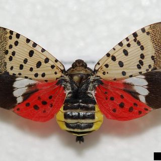 Spotted lanternfly could be next invasive species in Michigan: What to know