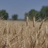 Kansas wheat good quality as harvest continues