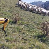 Robot dog Spot herds sheep on NZ farm