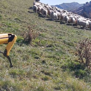 Robot dog Spot herds sheep on NZ farm