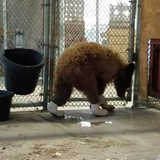 Bear rescued from Colorado wildfire recovering at rehab facility with burnt paws