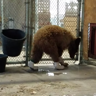 Bear rescued from Colorado wildfire recovering at rehab facility with burnt paws