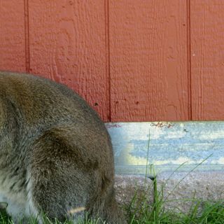 Wallaby on the loose in Aurora could be from Larkspur farm 25 miles away