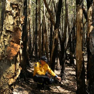 NSW fires: Lindfield Road blaze finally out after 210 days