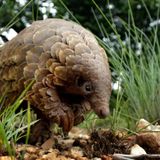 Scientists say the pangolin endangered by Chinese smuggling may have passed the coronavirus to humans