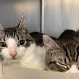 PSPCA calls on adopters after rescuing 105 cats from Pa. property