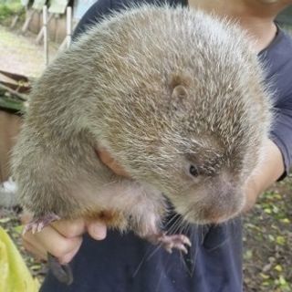 Pandemic Causes China To Ban Breeding Of Bamboo Rats And Other Wild Animals