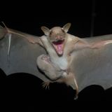 Bats carry coronaviruses but don’t get sick. Could their secret help us fight COVID-19?