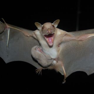 Bats carry coronaviruses but don’t get sick. Could their secret help us fight COVID-19?