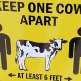 At a county fair in Ohio amid COVID-19, distancing by keeping ‘one cow apart’